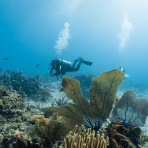 Mit Flaggen um die Welt: Antigua und Barbuda Taucher Bild