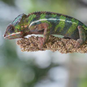 Chamäleon